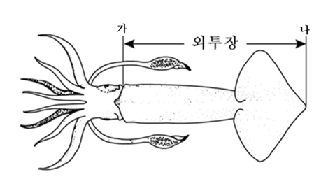 오징어 외투장 이미지